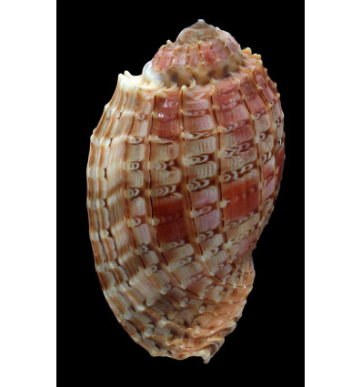 doris 78,4mm BIG