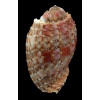 doris 78,4mm BIG