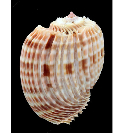 costata 70,0mm