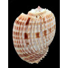costata 70,0mm