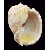 costata 70,0mm