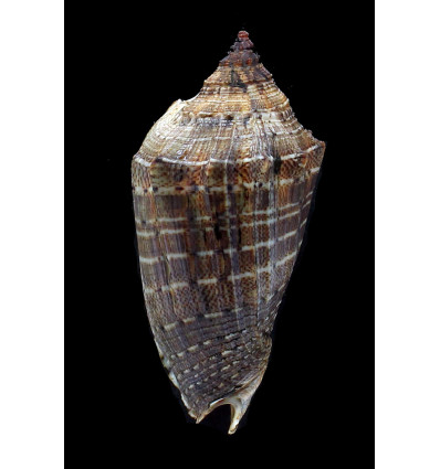 virescens 83,2mm SUPERB