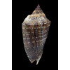 virescens 83,2mm SUPERB