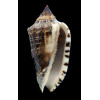 virescens 83,2mm SUPERB