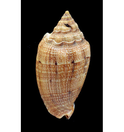 demarcoi 90,4mm SUPERB