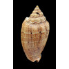 demarcoi 90,4mm SUPERB