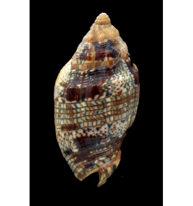musica 55,0mm