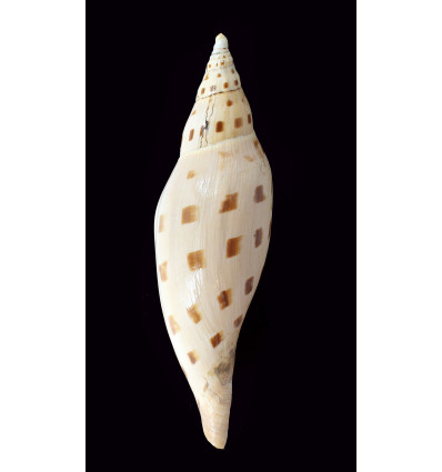 dubia kieneri 163,0mm BIG
