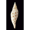 dubia kieneri 163,0mm BIG