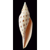 dubia kieneri 163,0mm BIG