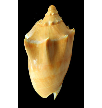 aulica 154,0mm SPLENDID