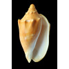 aulica 154,0mm SPLENDID