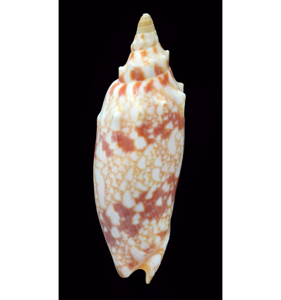 thatcheri 87,0mm