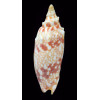 thatcheri 87,0mm