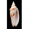 thatcheri 87,0mm