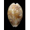 vitellus 48,0mm ROSTRATE