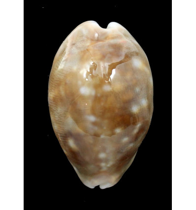 vitellus 48,0mm ROSTRATE