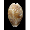 vitellus 48,0mm ROSTRATE