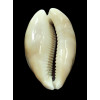 vitellus 48,0mm ROSTRATE