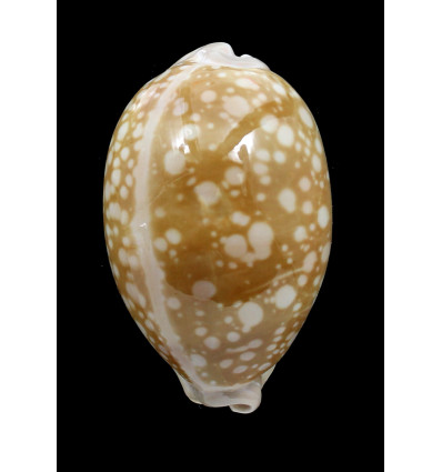nivosa 69,0mm BIG