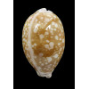 nivosa 69,0mm BIG