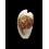 capensis 30,0mm