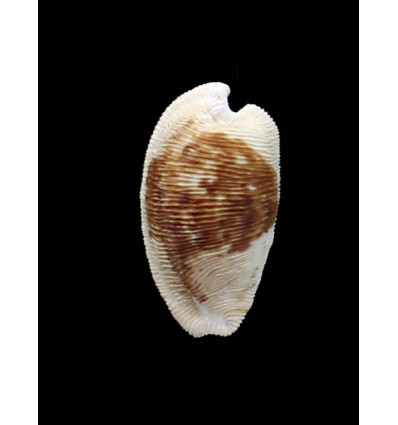 capensis 30,0mm