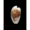 capensis 30,0mm