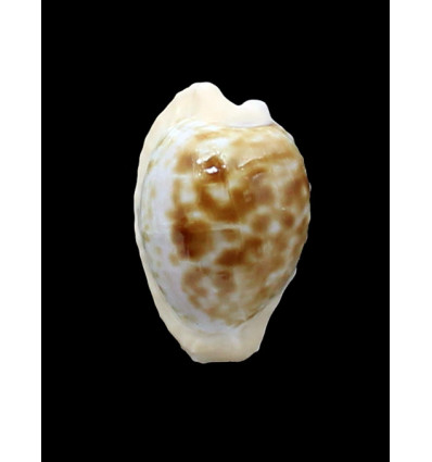 coronata 32,0mm