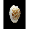 coronata 32,0mm