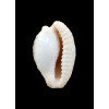 coronata 32,0mm