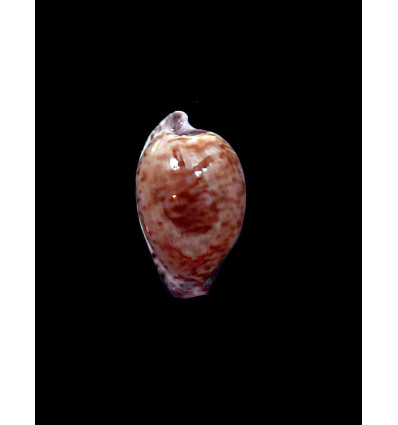 algoensis liltvedi 22,0mm DARK