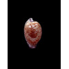 algoensis liltvedi 22,0mm DARK