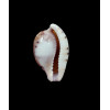 algoensis liltvedi 22,0mm DARK
