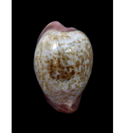 fuscodentata 29,0mm DARK