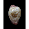 fuscodentata 29,0mm DARK
