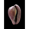 fuscodentata 29,0mm DARK