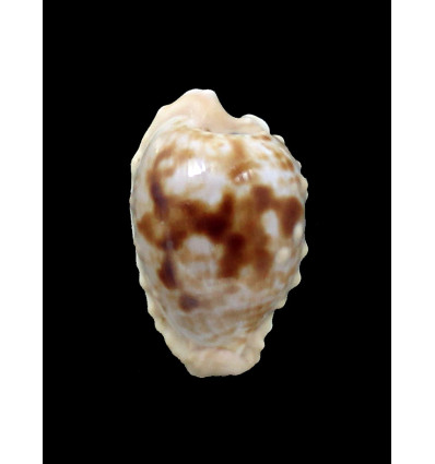 coronata debruini 26,0mm