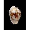coronata debruini 26,0mm
