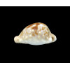 coronata debruini 26,0mm