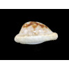 coronata debruini 26,0mm