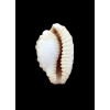 coronata debruini 26,0mm