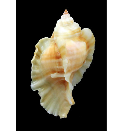 burnetti coreanica 53mm Orange Rare