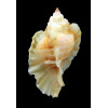 burnetti coreanica 53mm Orange Rare