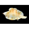 burnetti coreanica 53mm Orange Rare