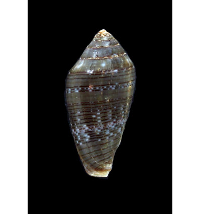 bruguieri 40,0mm BIG