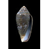 bruguieri 40,0mm BIG