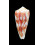 moluccensis merleti 46,0mm