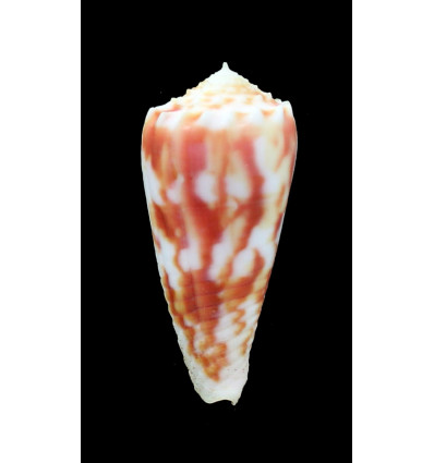 moluccensis merleti 46,0mm