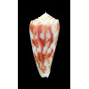 moluccensis merleti 46,0mm